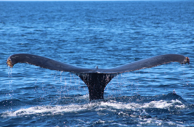  Catamaran Sailboat Charters 